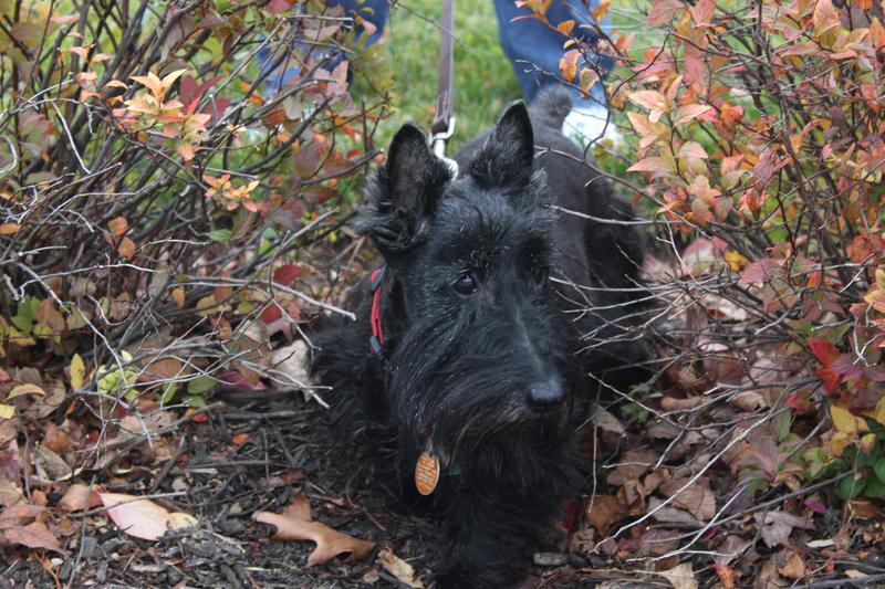 Abbey May- Scottish Terrier