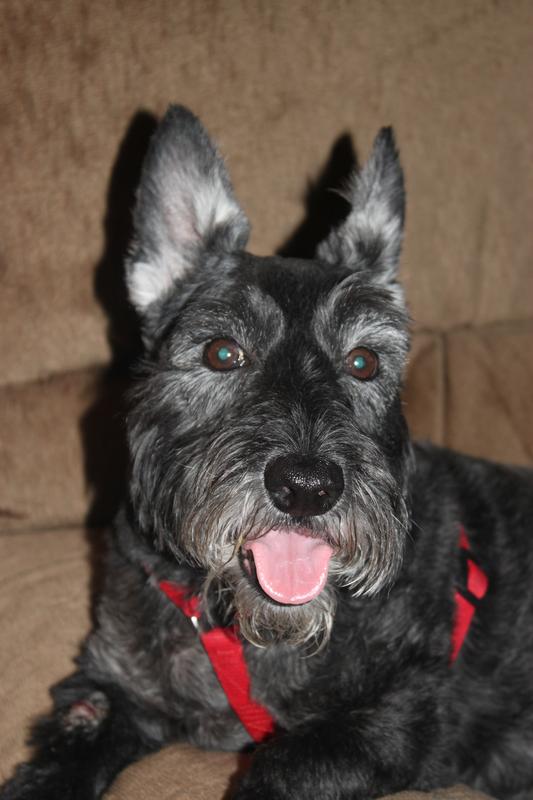 Duchess- Scottish Terrier