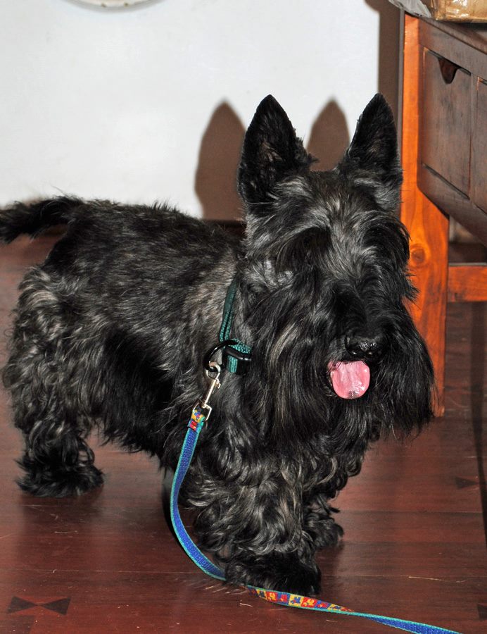 Monty- Scottish Terrier