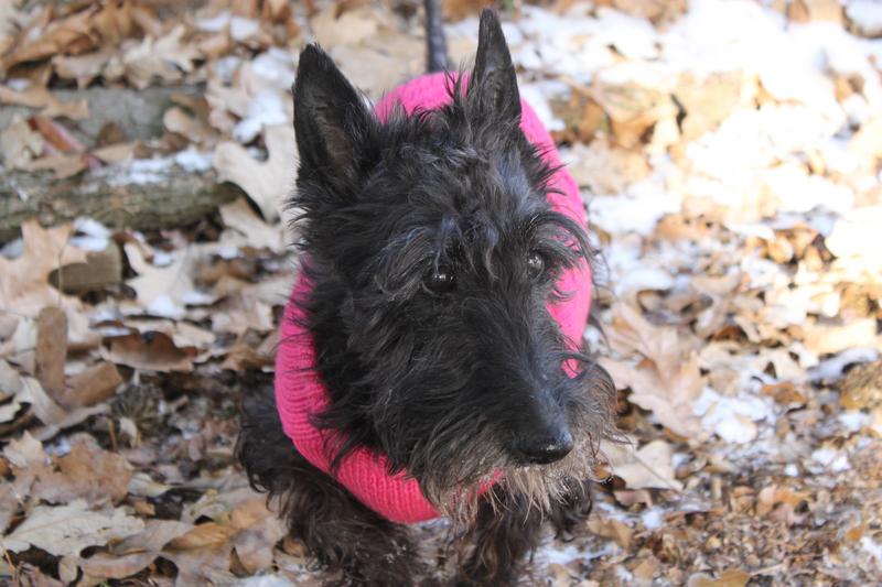 Scooter Dark Vader- Scottish Terrier