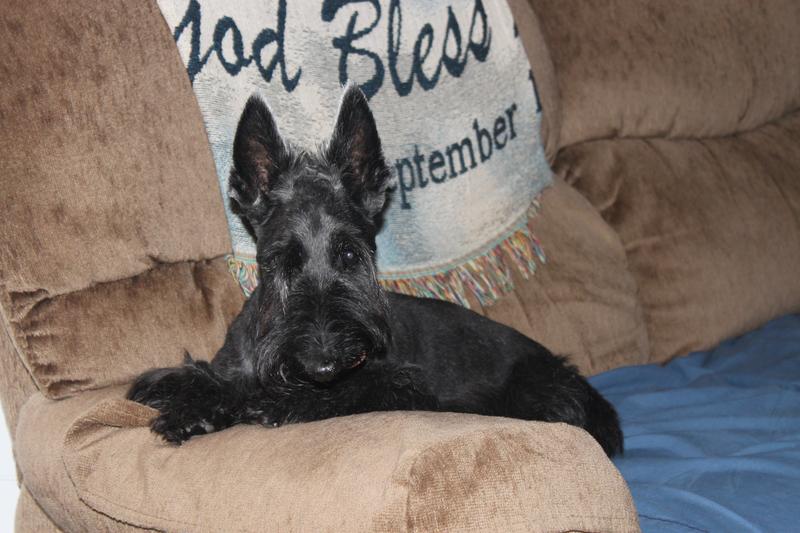 Yogi- Scottish Terrier