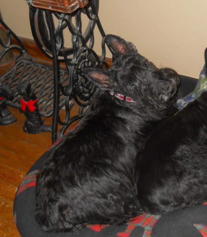 Princess Cita- Scottish Terrier