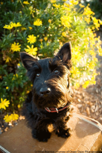Miss B Rescue