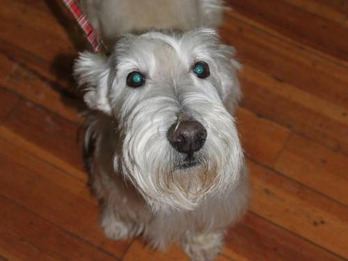 Laney- Scottish Terrier
