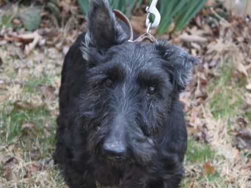Laney- Scottish Terrier
