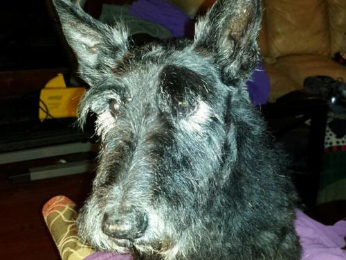 Laney- Scottish Terrier