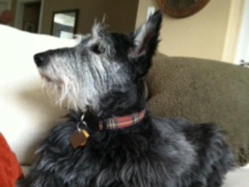 Laney- Scottish Terrier