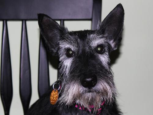 Laney- Scottish Terrier