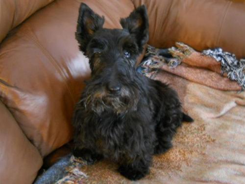 Laney- Scottish Terrier