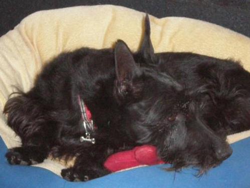 Sissy- Scottish Terrier