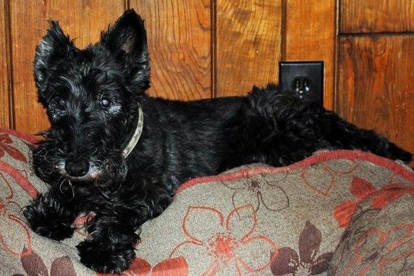 Callie- Scottish Terrier