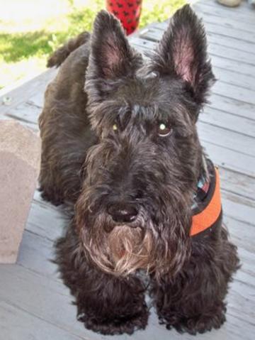Lassie- Scottish Terrier