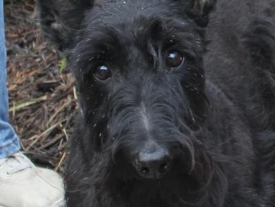 Keita- Scottish Terrier