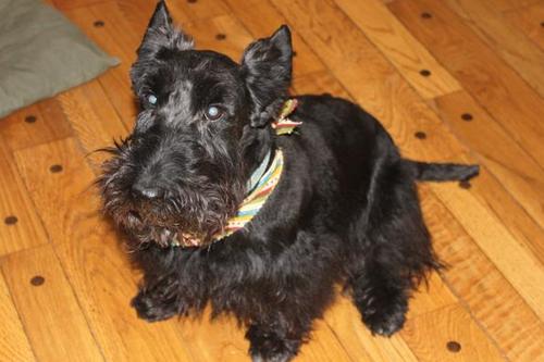 Sylvester- Scottish Terrier