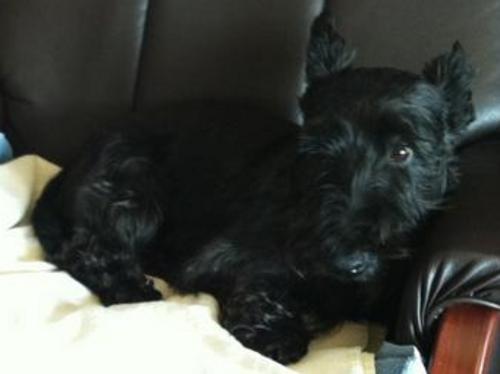Maggs- Scottish Terrier