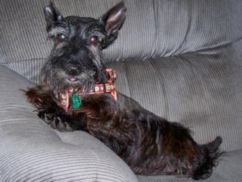Cora- Scottish Terrier