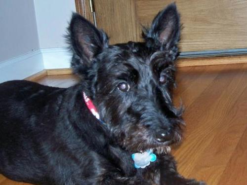 Smitty- Scottish Terrier
