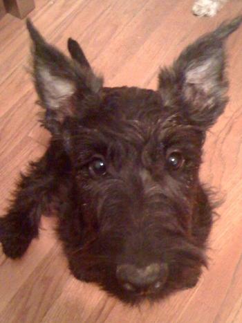 Stevie- Scottish Terrier