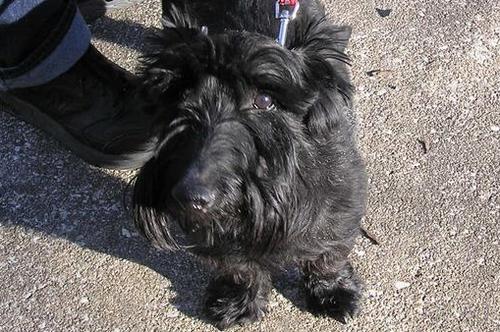 McDougall- Scottish Terrier