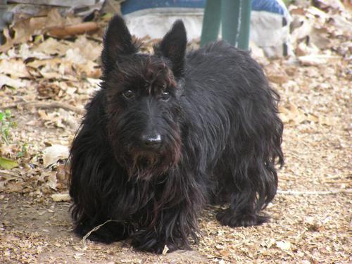 Laney- Scottish Terrier