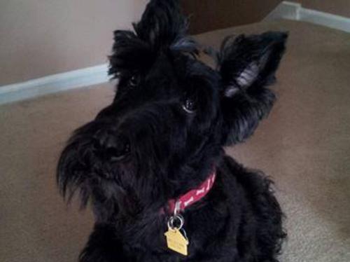 Laney- Scottish Terrier
