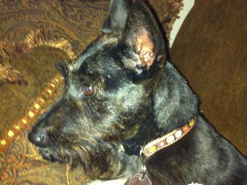 Laney- Scottish Terrier