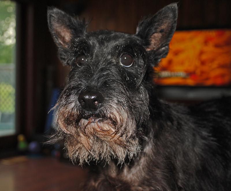 Sassy- Scottish Terrier